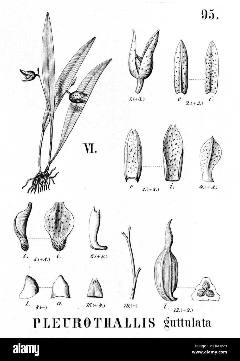 Cette illustration de 'Flora brasiliensis' représente Specklinia uniflora, anciennement connu sous le nom de Pleurothallis guttulata. C'est une œuvre d'art botanique mettant en valeur les caractéristiques distinctives de cette espèce d'orchidée, soulignant sa structure unique et sa beauté. Banque D'Images