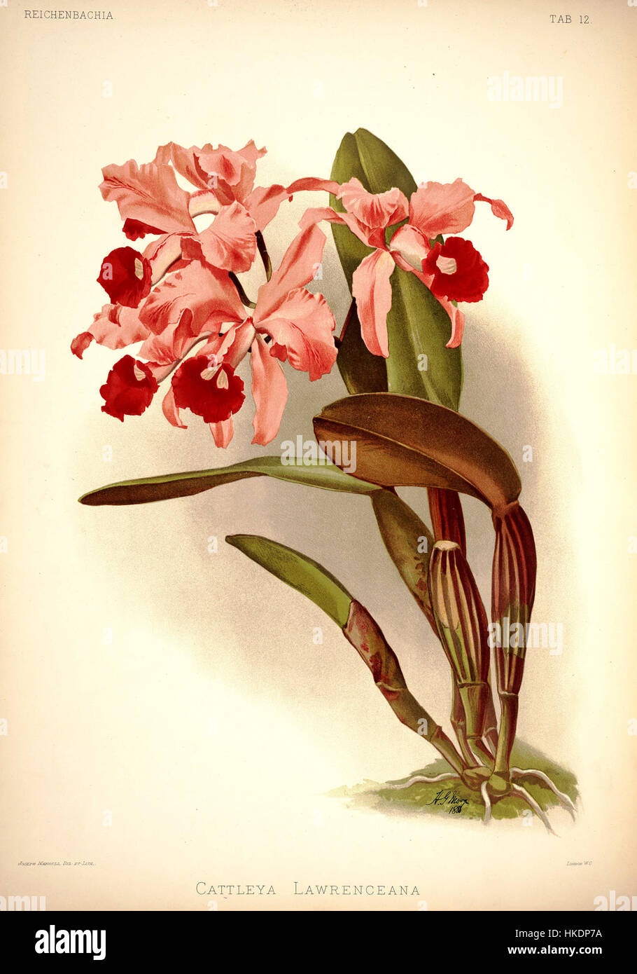 Cette illustration botanique de la série *Reichenbachia I* de Frederick Sander (1888) représente l’orchidée Cattleya lawrenceana, mettant en valeur les détails complexes et les couleurs vibrantes de cette fleur exotique. Banque D'Images