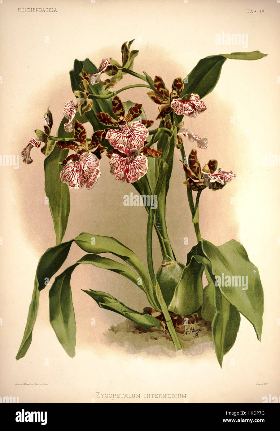 La 'Reichenbachia I plate 16' (1888) de Frederick Sander présente une illustration botanique détaillée de Zygopetalum intermedium, soulignant la beauté complexe de cette espèce d'orchidée dans un style botanique de l'époque victorienne. Banque D'Images
