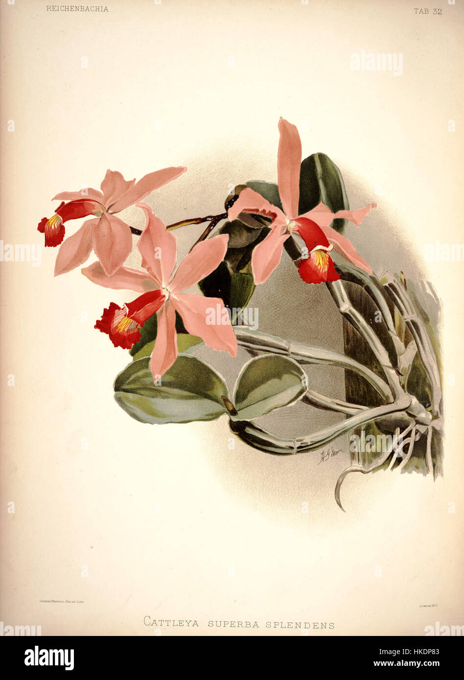 La plaque botanique de Frederick Sander de 1888 illustre 'Reichenbachia I' avec un accent sur l'orchidée de Cattleya superba Splendens. Cette œuvre d'art est une représentation détaillée de l'orchidée, capturant sa beauté vive et les détails complexes. Banque D'Images