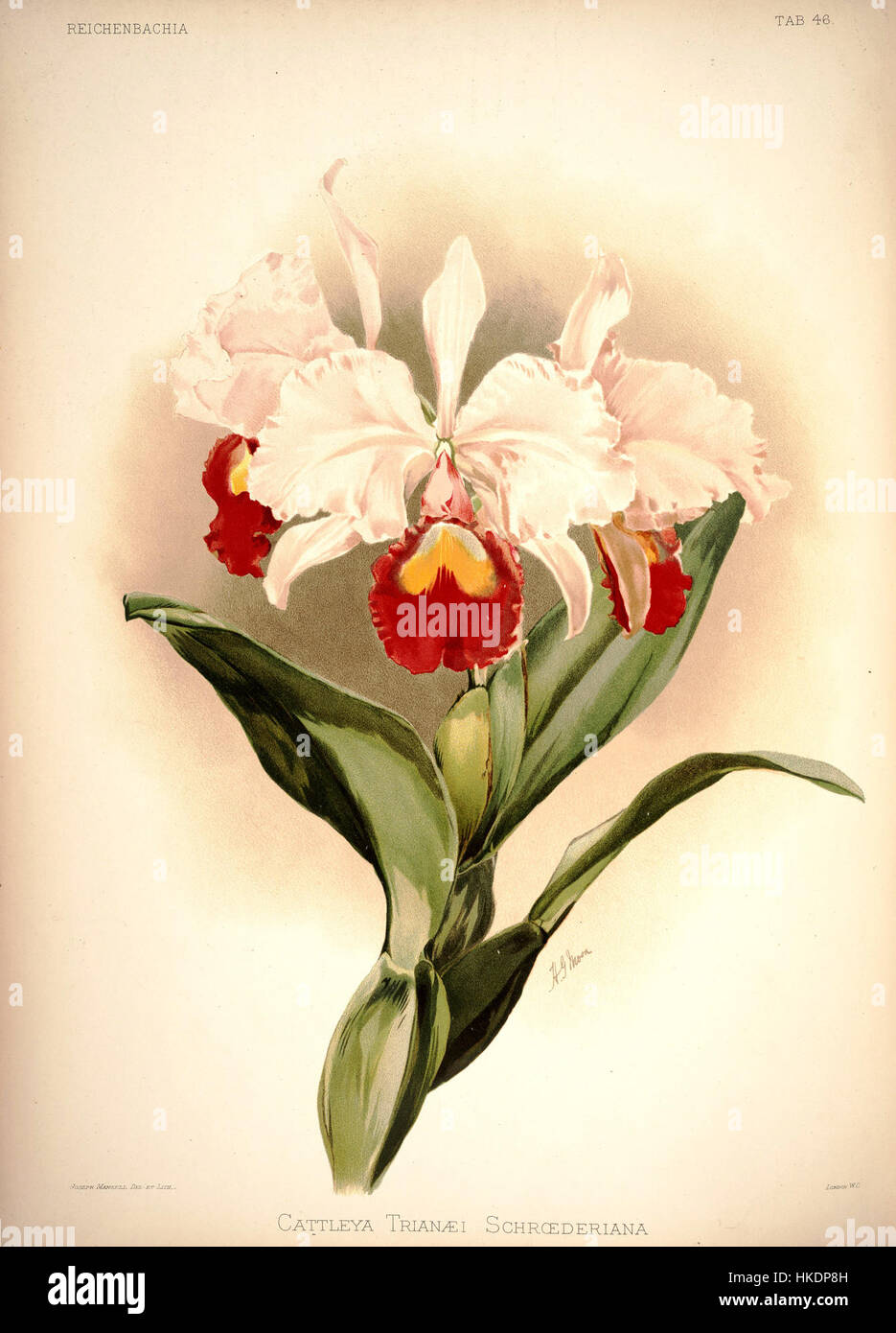 L'illustration botanique de Frederick Sander de Cattleya trianae schroederiana de 'Reichenbachia I' (1888) met en valeur la structure délicate et détaillée de l'orchidée. L’œuvre met en valeur les variations de couleurs exquises et les pétales complexes de cette fleur tropicale, typique des études botaniques renommées de Sander. Banque D'Images