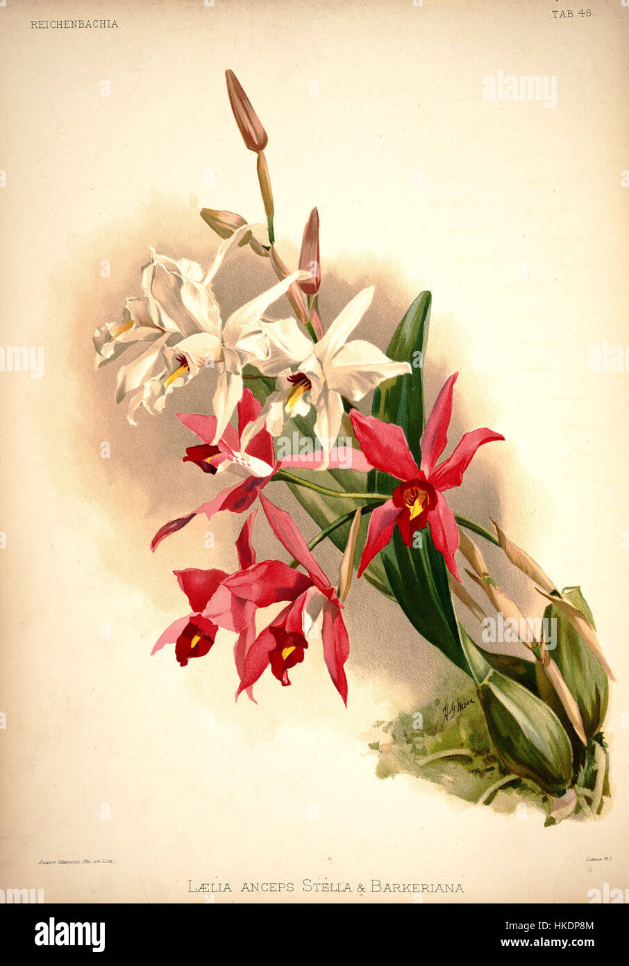 Frederick Sander, illustration de 1888 de l'orchidée Laelia anceps, planche 48 dans son travail, présente deux variétés : Laelia anceps stella et Laelia anceps barkeriana. Ce travail botanique met en valeur l’approche détaillée de Sander à l’illustration d’orchidées, importante dans l’étude des plantes tropicales. Banque D'Images
