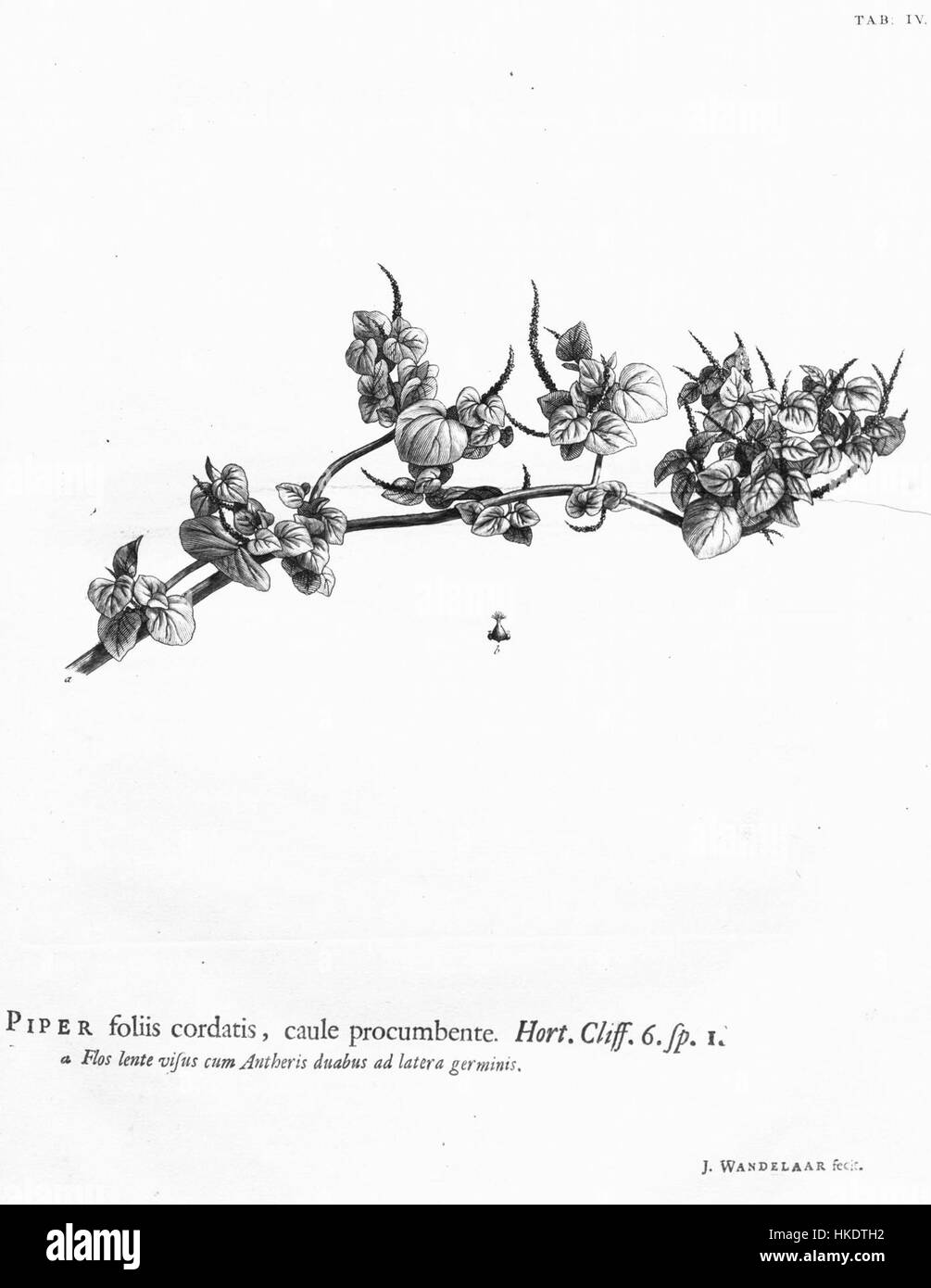 L'illustration de Hortus Cliffortianus IV représente Piper (Peperomia pellucida), une espèce de plante tropicale connue pour ses propriétés médicinales. Le dessin capture son feuillage distinctif et ses habitudes de croissance, fournissant un aperçu des premières études botaniques. Banque D'Images