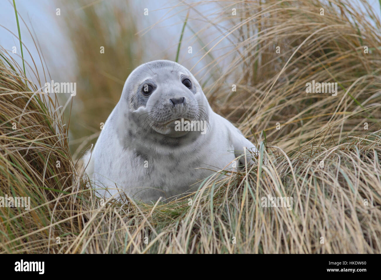 Phoque commun (Phoca vitulina) adulte, sur la plage, dune Helgoland, Mer du Nord, Allemagne Banque D'Images