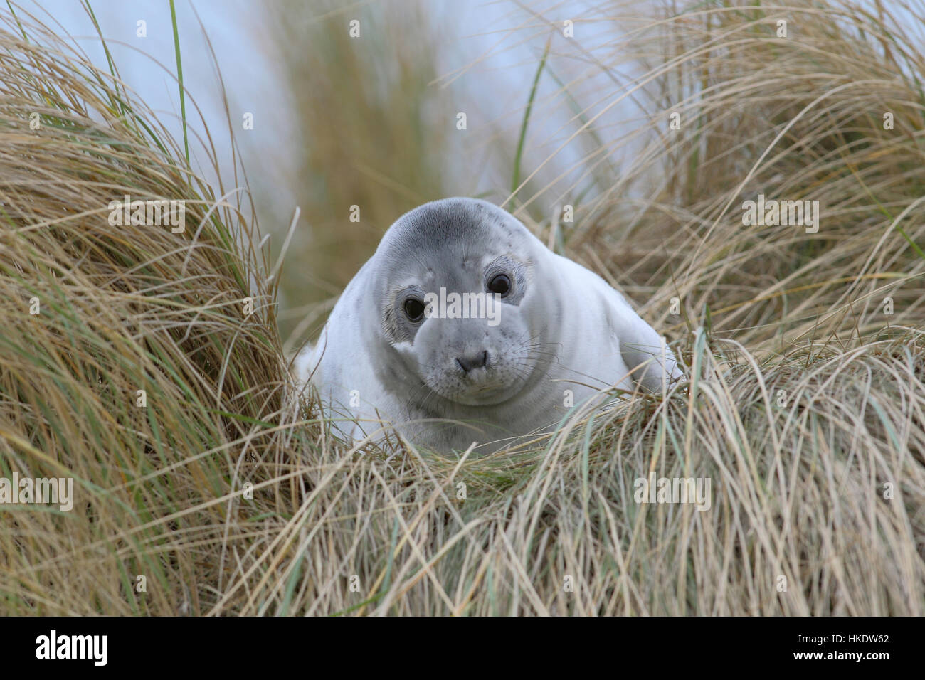 Phoque commun (Phoca vitulina) adulte, sur la plage, dune Helgoland, Mer du Nord, Allemagne Banque D'Images