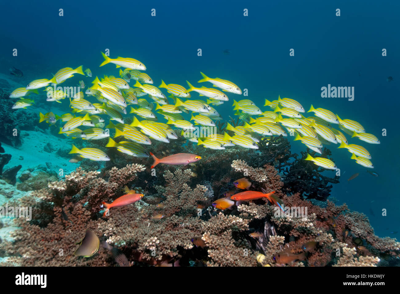 Banc de poissons, bluestripe snapper (Lutjanus kasmira) nager sur les récifs coralliens, Saparua, Moluques, Banda Mer, Océan Pacifique Banque D'Images