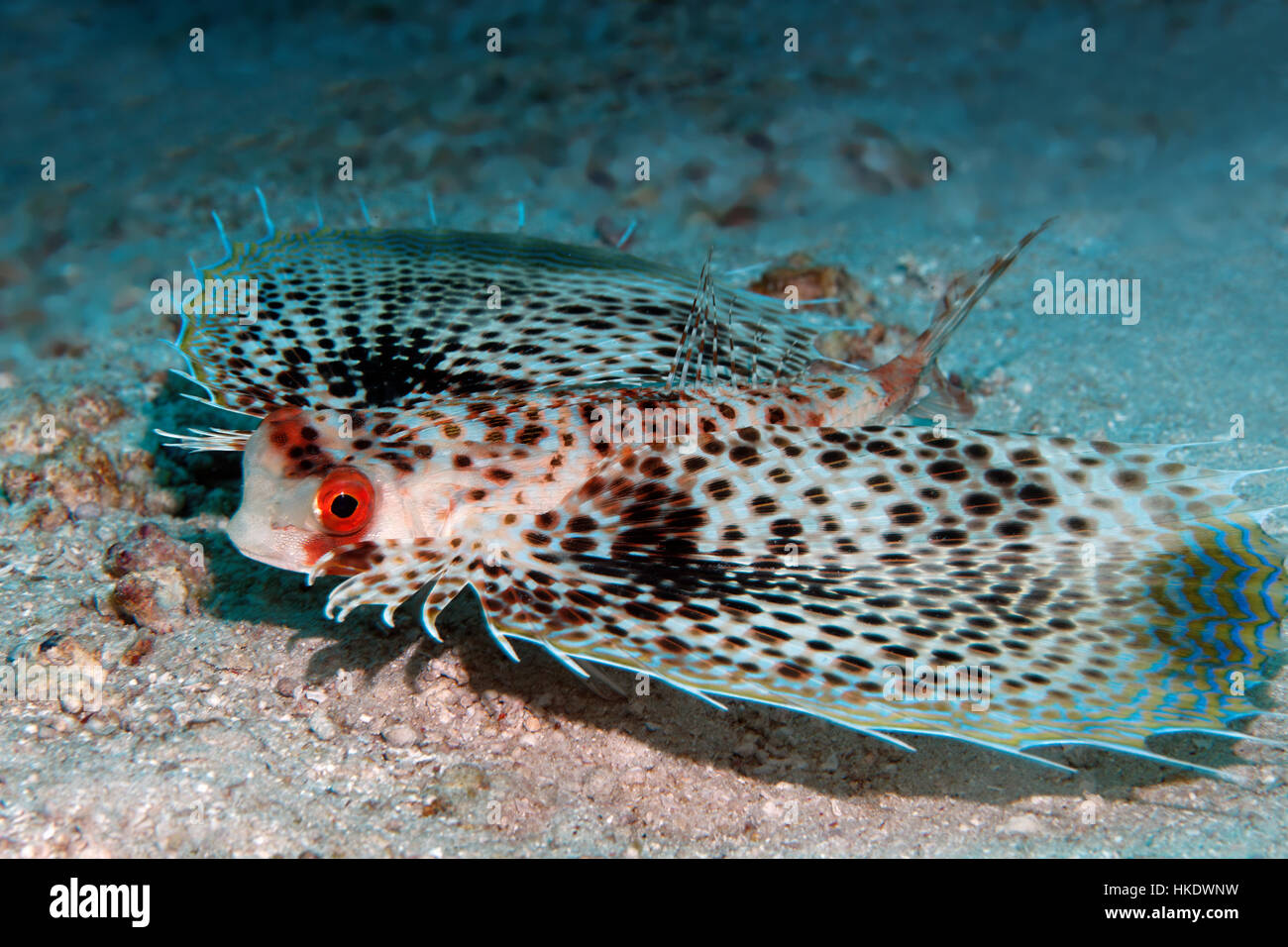 Le grondin volant (Dactyloptena gilberti), avec propagation pectorales sur l'océan de sable, Saparua, Moluques, Banda Sea Banque D'Images