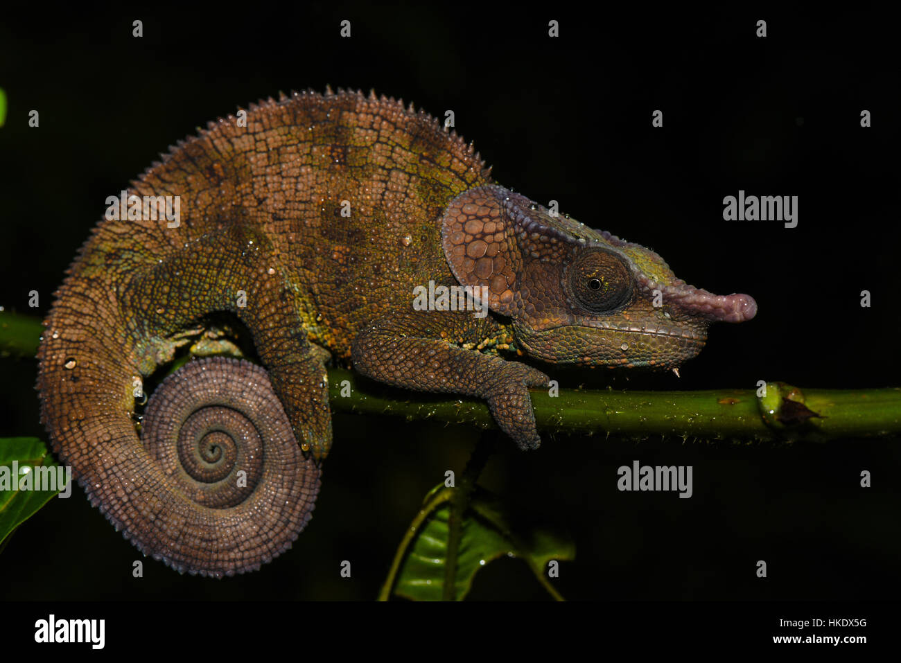 Calumma crypticum cryptiques (CAMÉLÉON), homme, Parc National de Ranomafana, Madagascar Banque D'Images