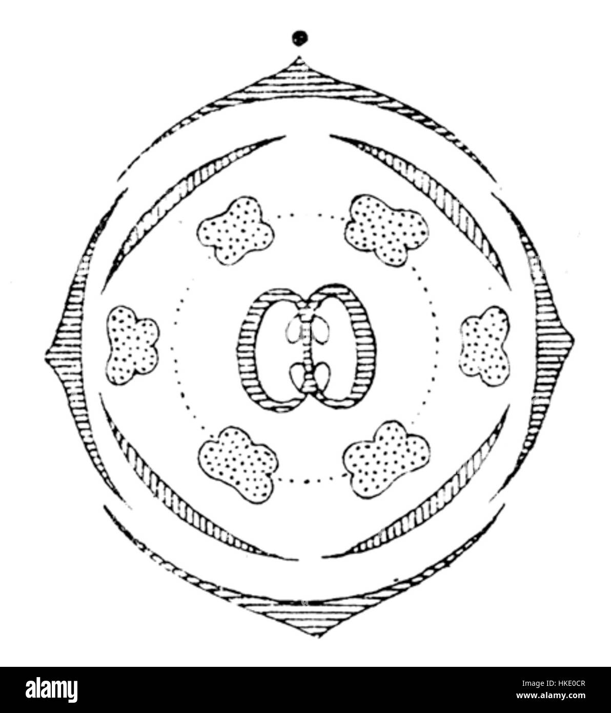 Ce diagramme détaillé des fleurs de Brassica illustre la structure botanique de la plante Brassica, communément connue pour son importance en agriculture et en horticulture. Le diagramme met en évidence ses composantes florales clés et sa classification scientifique. Banque D'Images
