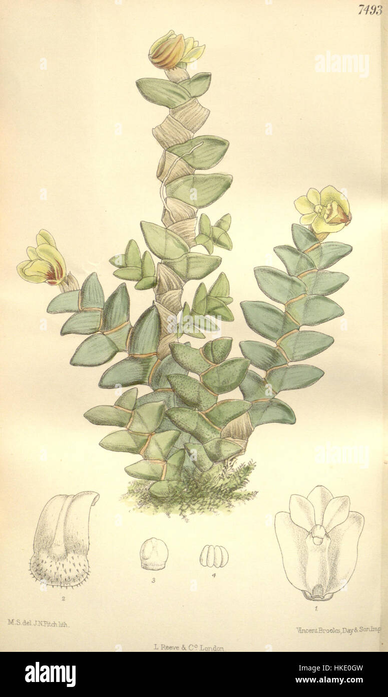 L'illustration botanique de 1896 de Curtis de Dendrobium leonis montre les détails complexes de cette espèce d'orchidée. Cette estampe fait partie d’une série d’illustrations botaniques qui mettent en valeur la beauté et la diversité de la vie végétale à la fin du XIXe siècle. Banque D'Images