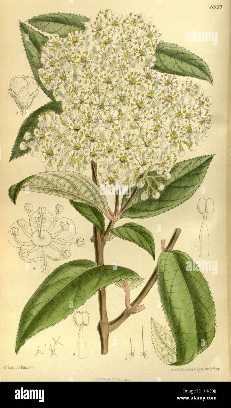 Cette illustration botanique met en valeur *Deutzia mollis*, un arbuste à fleurs connu pour ses fleurs roses douces. Les fleurs délicates de cette espèce sont représentées avec des détails fins, soulignant leur texture et leur forme, ce qui en fait une référence précieuse pour les études botaniques. Banque D'Images
