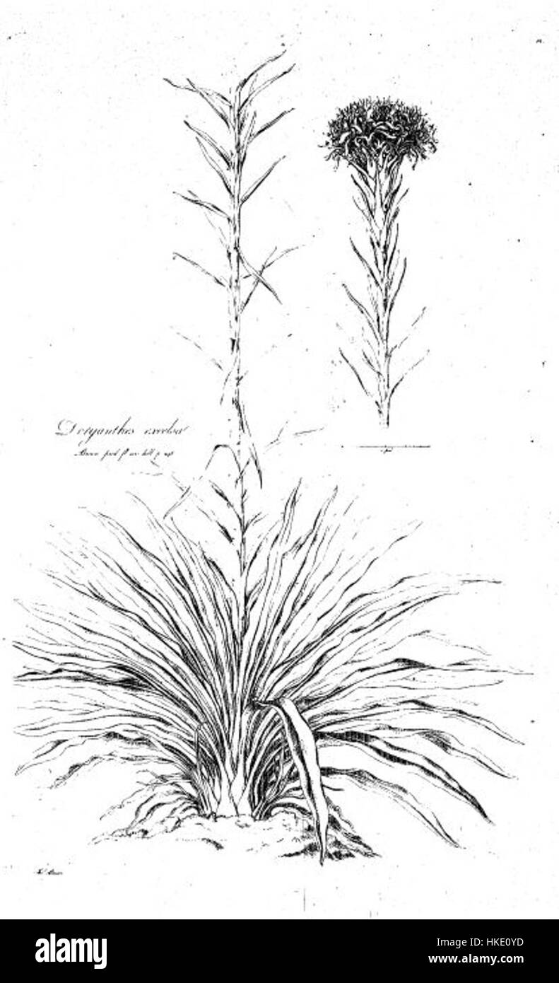 Cette illustration botanique de *Illustrationes Florae Novae Hollandiae* représente *Doryanthes excelsa*, une plante à fleurs frappante originaire d'Australie. La plaque détaillée met en valeur les grandes feuilles épaisses et les fleurs vibrantes de la plante. Banque D'Images