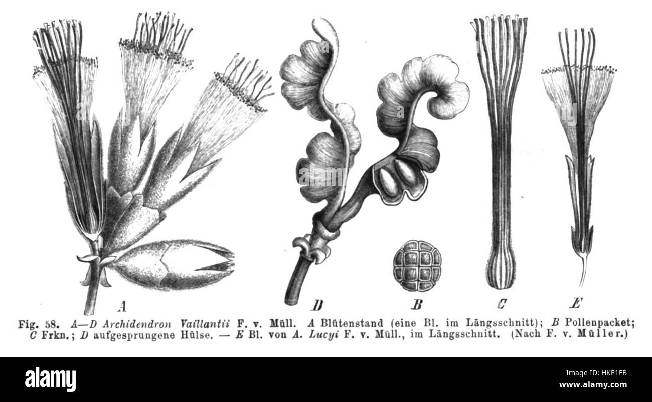Archidendron vaillantii, également connu sous le nom d'Archidendron de Vaillant, est une espèce d'arbres tropicaux originaire d'Asie du Sud-est. Cette illustration botanique capture ses caractéristiques uniques, dont ses feuilles et ses fleurs distinctes, contribuant à l’étude de la flore régionale. Banque D'Images