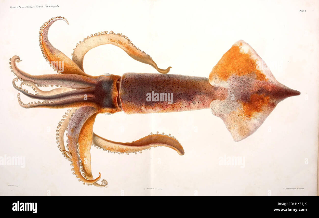 Cette illustration de C. Merculiano présente une représentation détaillée des céphalopodes, une classe de mollusques qui comprend des pieuvres et des calmars. Le travail met l’accent sur leurs formes complexes, mettant en valeur l’anatomie unique de l’espèce et ses caractéristiques marines. Banque D'Images