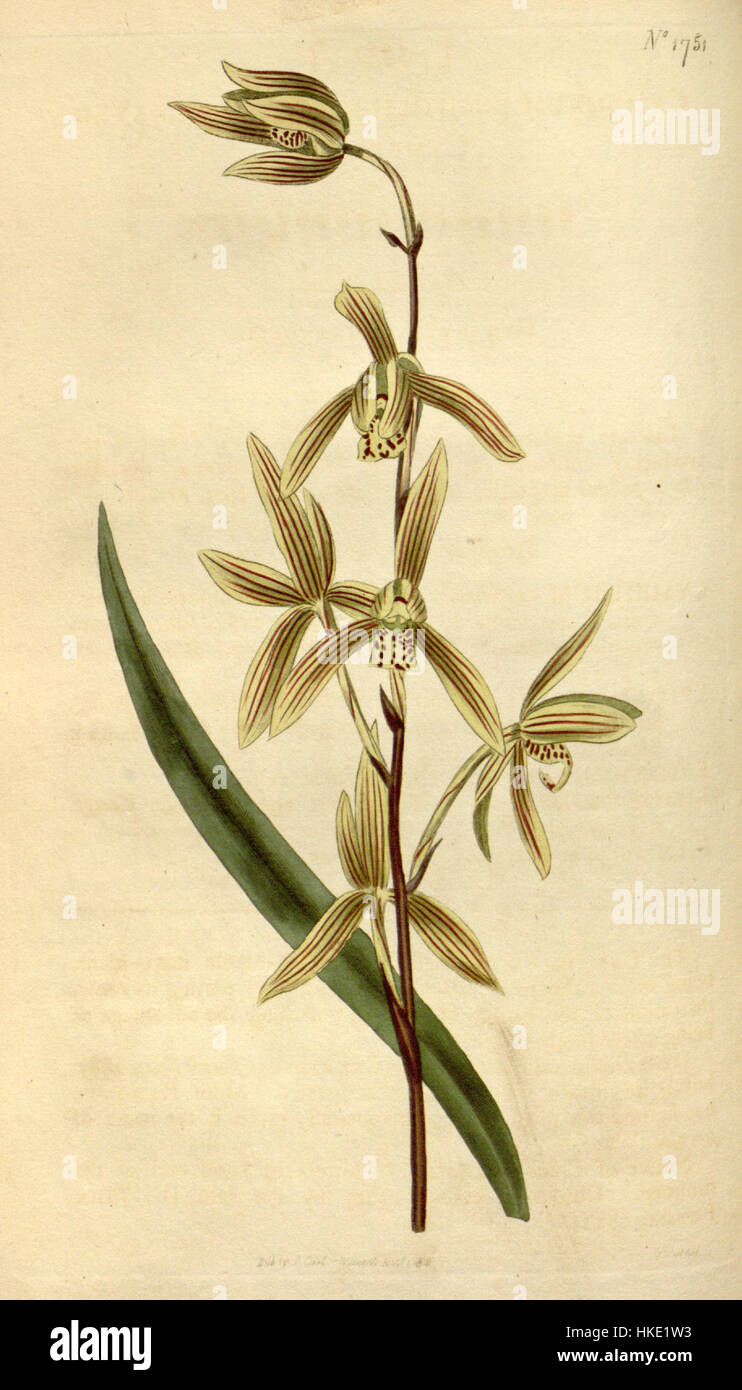 Cymbidium ensifolium, une espèce d'orchidée, est illustré dans cette estampe botanique tirée du magazine Botanical de Curtis, publié en 1751 (1815). L’œuvre d’art met en valeur les détails complexes des fleurs et de la structure de la plante, reflétant l’importance historique des études botaniques. Banque D'Images