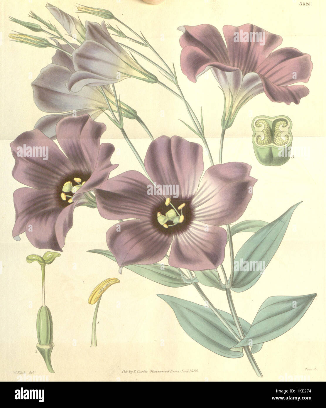 Eustoma exaltatum ssp. russellianum (Lisianthius russellianus) Bot. Mag. 65. 3626. 1838 Banque D'Images