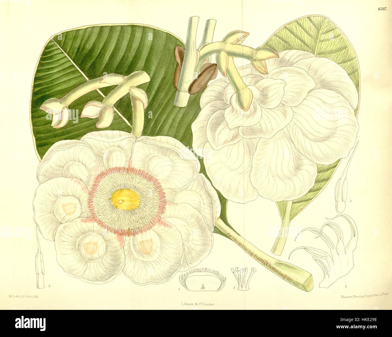 Cette illustration botanique de Clusia grandiflora, présentée dans le Botanical Magazine, met en valeur les détails floraux complexes de la plante. L'image donne un aperçu de sa structure et de sa beauté, contribuant aux études botaniques de l'époque. Banque D'Images