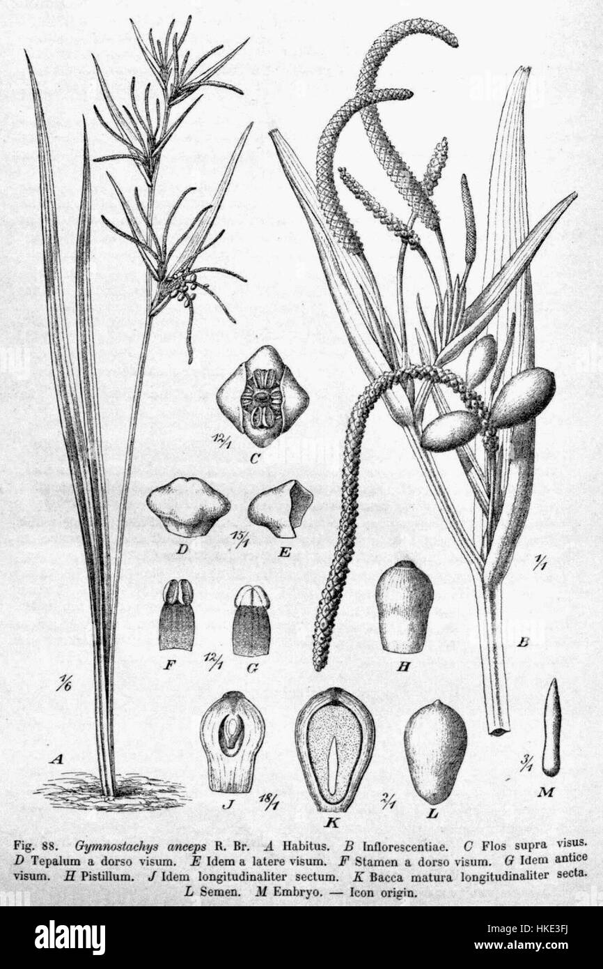 'Gymnostachys anceps DPR' est une peinture botanique qui représente les espèces végétales rares et distinctes Gymnostachys anceps, mettant en valeur ses caractéristiques uniques et sa beauté naturelle. Banque D'Images 'Gymnostachys anceps DPR' est une peinture botanique qui représente les espèces végétales rares et distinctes Gymnostachys anceps, mettant en valeur ses caractéristiques uniques et sa beauté naturelle. Banque D'Images