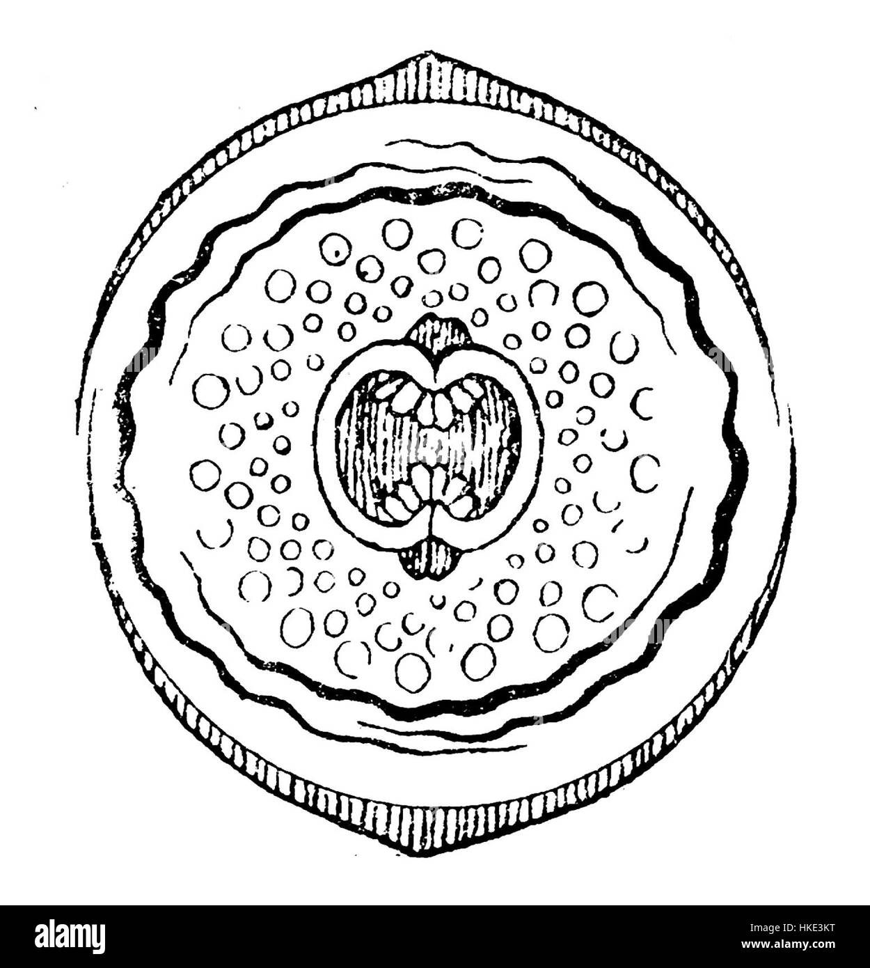 Ce diagramme détaillé illustre la fleur de Glaucium, mettant en évidence ses caractéristiques botaniques. Le diagramme sert de référence pour comprendre la structure de la plante, souvent utilisée dans les études botaniques. Banque D'Images