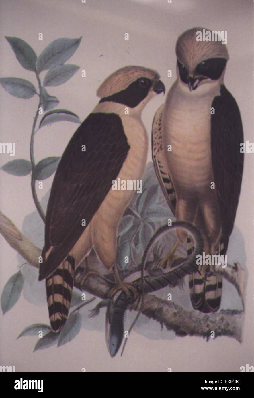 Cette illustration représente les Herpetotheres cacchinans, une espèce d'oiseau de la famille des Cacchinans. L’œuvre met en valeur les caractéristiques distinctives de l’oiseau et son environnement naturel, en mettant l’accent sur ses détails anatomiques et sa coloration. Banque D'Images