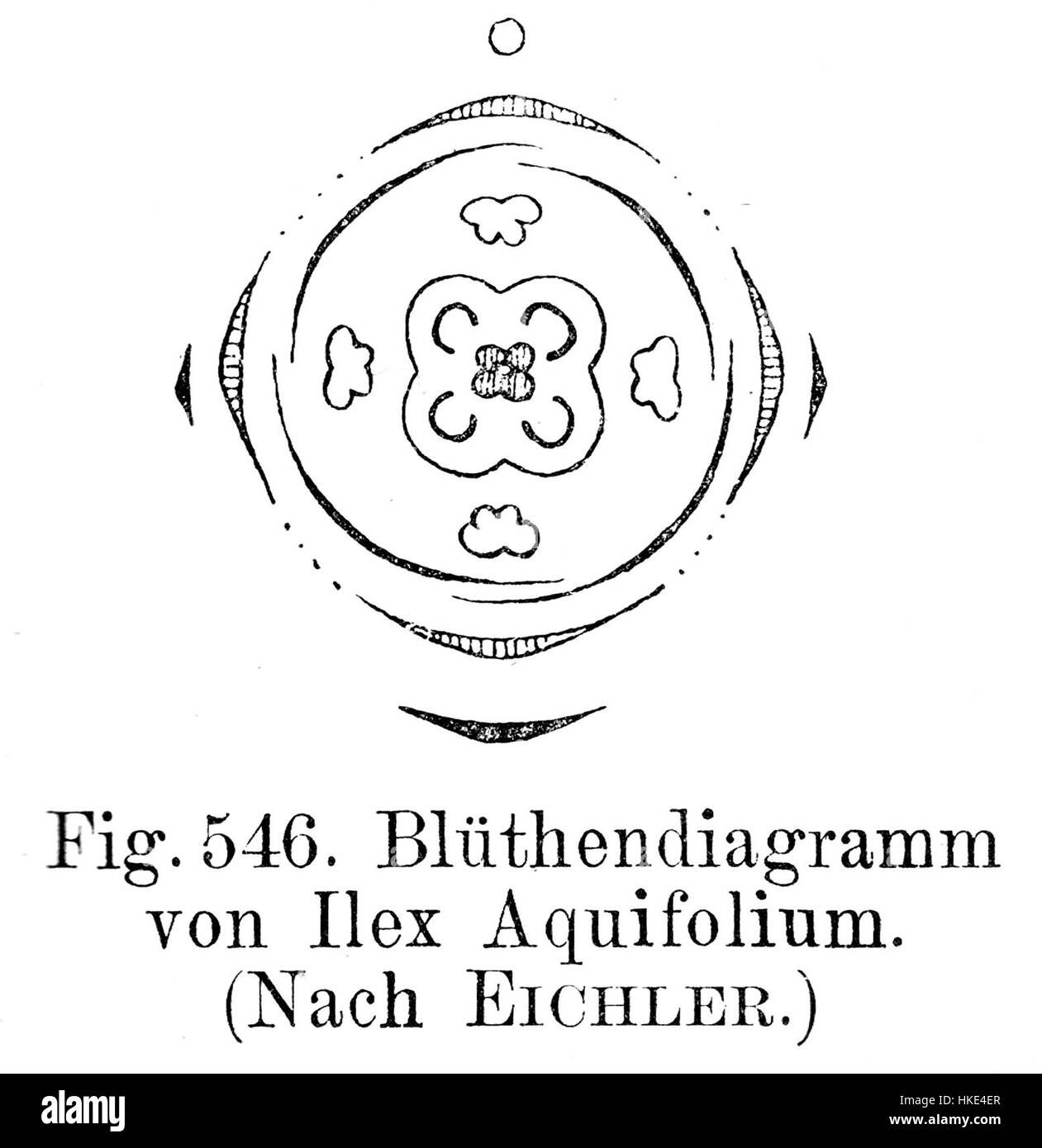 Le diagramme floral de 'Ilex aquifolium' illustre la structure botanique du houx, une plante connue pour ses feuilles distinctives et ses baies rouges. Le dessin détaillé se concentre sur l'anatomie de la plante, mettant l'accent sur la conception complexe de la fleur et son rôle dans l'écosystème. Banque D'Images