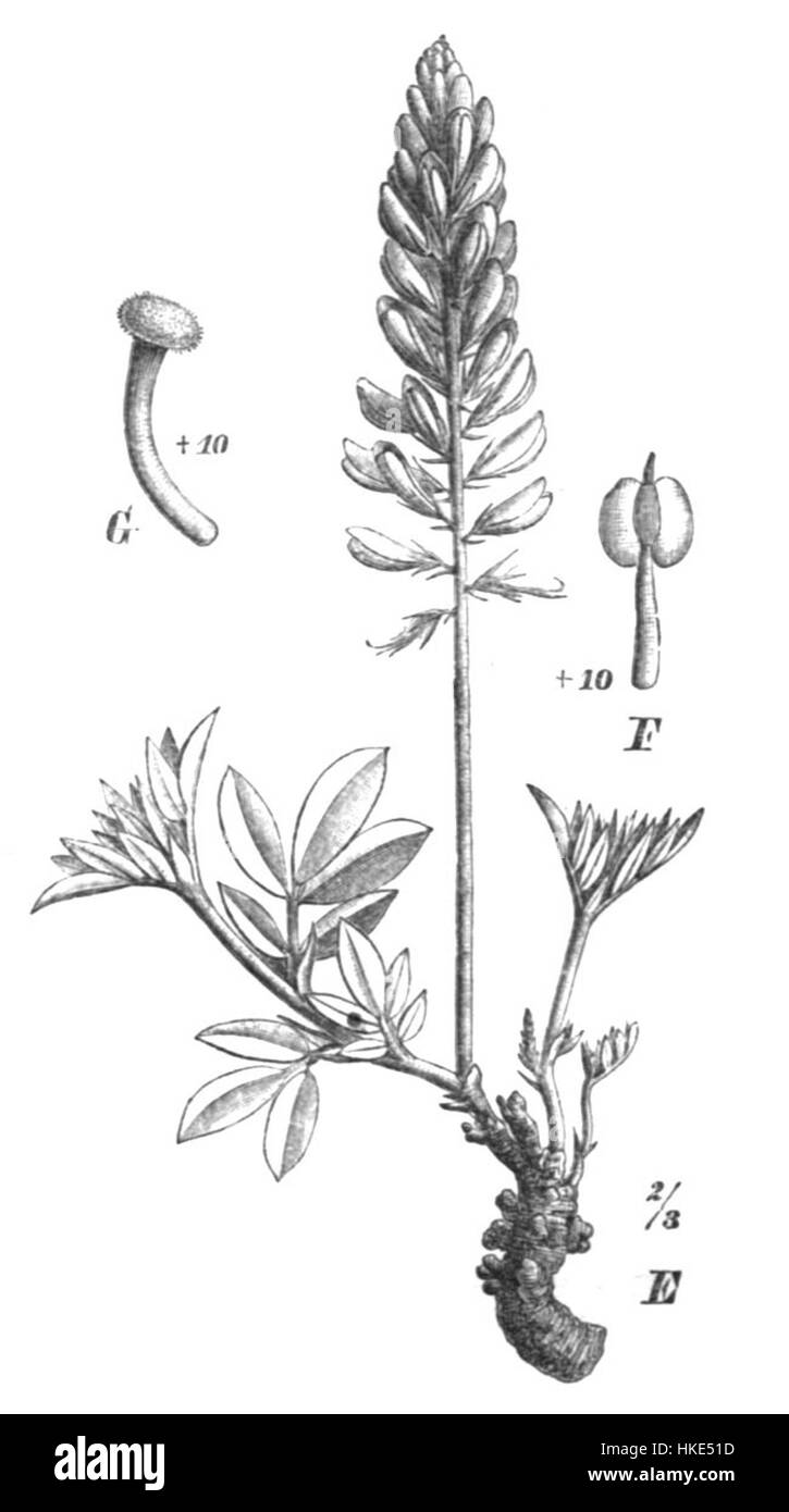 Indigofera campestris Taub115b est une illustration botanique représentant l'espèce végétale Indigofera campestris. Cette pièce met en valeur les traits distinctifs de la plante, en soulignant sa beauté naturelle et l’approche scientifique de l’illustration botanique au début du XXe siècle. Banque D'Images