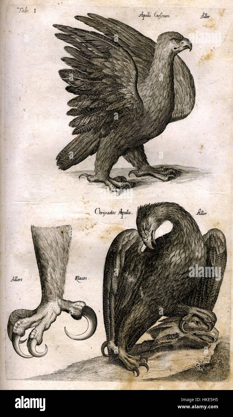 *Johnston de Avibus Adler* est une référence historique au célèbre artiste aviaire, connu pour ses études sur les espèces d’oiseaux. La peinture démontre son habileté à capturer les détails fins des oiseaux dans leurs habitats naturels. Banque D'Images