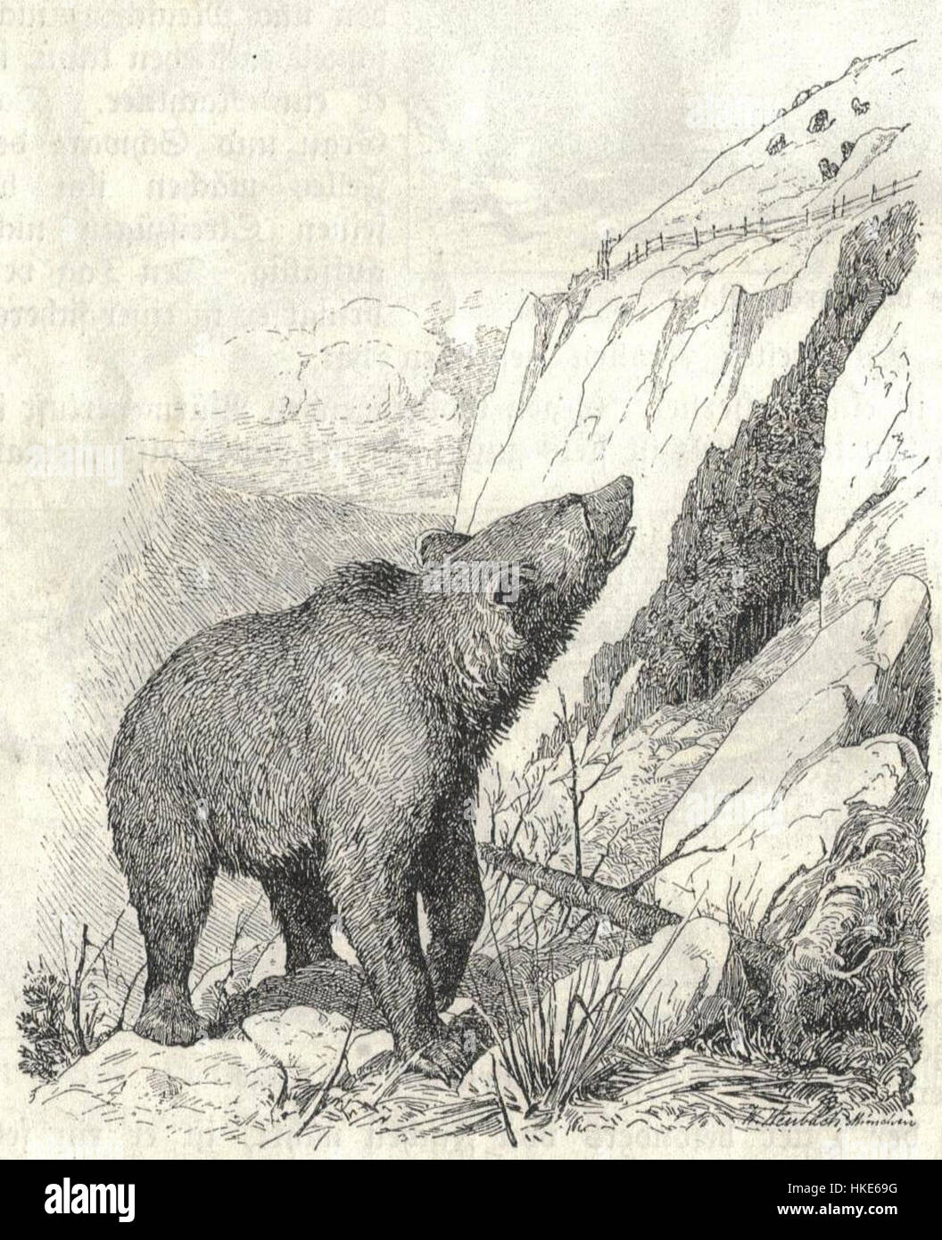 L'œuvre d'art « ours brun Heubach », probablement réalisée à la fin du XIXe siècle, représente une représentation en céramique ou figurine d'un ours brun, mettant l'accent sur le naturalisme et les détails complexes. La pièce est attribuée à la célèbre entreprise de porcelaine Heubach, célèbre pour la création de figurines animales. Banque D'Images