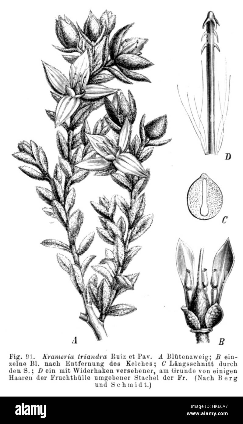 Une œuvre d'art botanique de 'Krameria lappacea Taub91', une illustration représentant l'espèce végétale, montrant sa structure détaillée et ses caractéristiques pour l'étude scientifique et la documentation. Banque D'Images