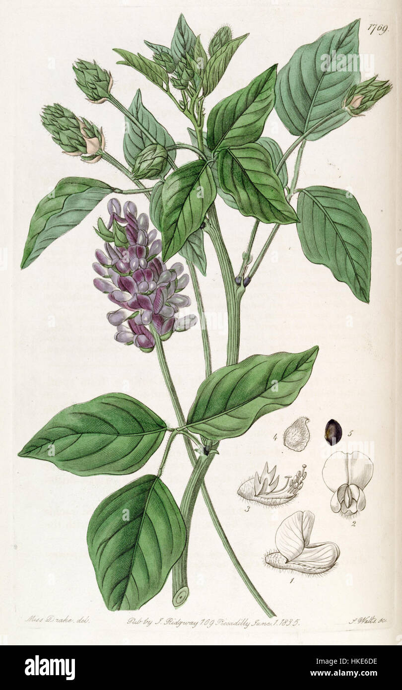 Illustration botanique de Hoita macrostachya (anciennement Psoralea macrostachya) du Botanical Register d’Edwards, 1836, représentant l’herbe vivace originaire d’Amérique du Nord. Banque D'Images