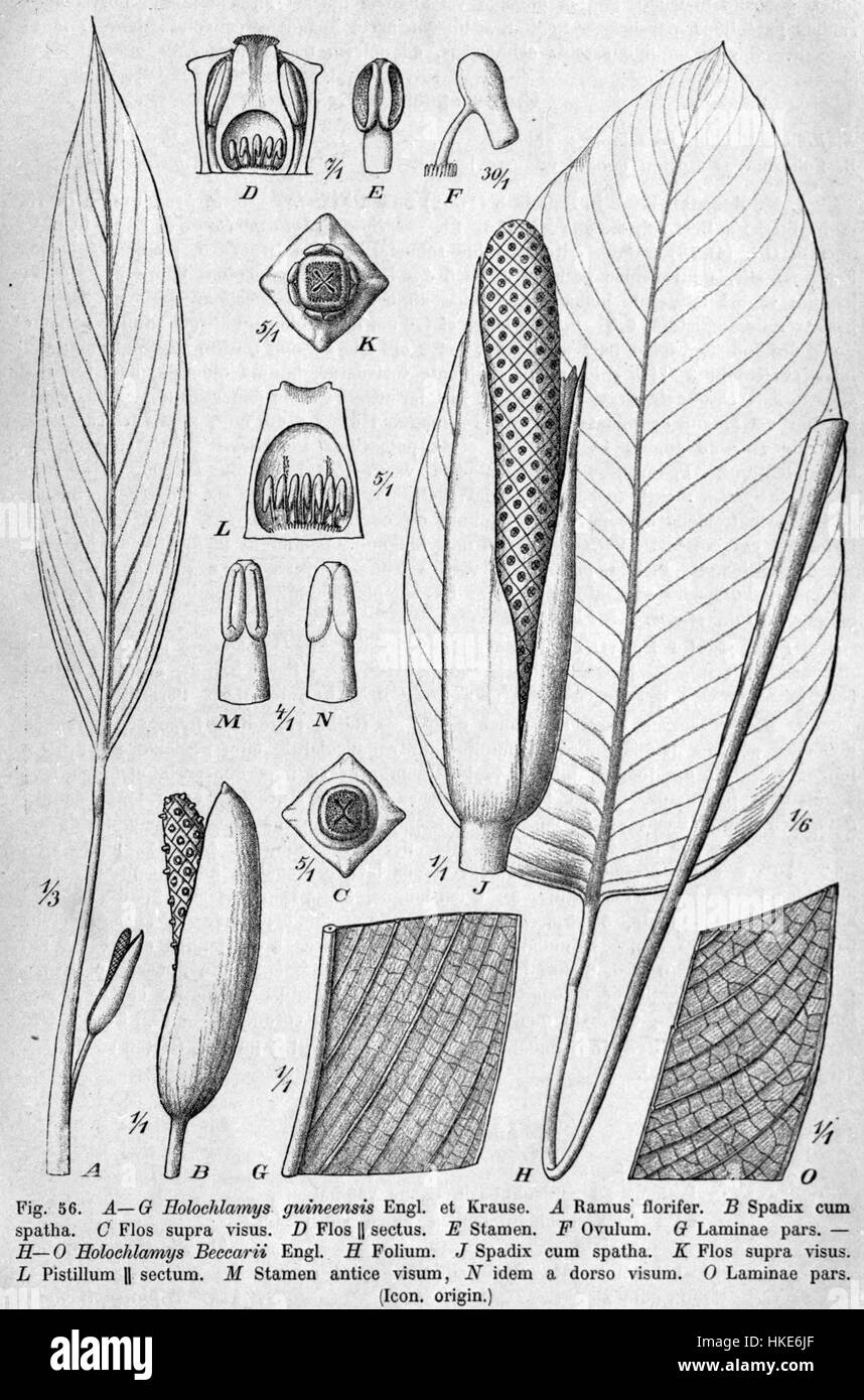 La peinture ou l'illustration intitulée 'Holochlamys beccarii DPR' représente probablement l'espèce du même nom, un insecte rare ou moins connu. L'œuvre d'art peut être utilisée pour des recherches entomologiques ou biologiques, mettant en évidence les détails de cette espèce. Banque D'Images