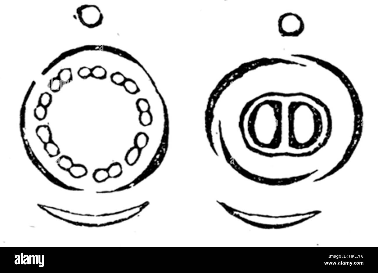 Une illustration botanique détaillée de la fleur Mercurialis annua, une plante annuelle originaire d'Europe. Le diagramme montre ses caractéristiques distinctes, y compris ses fleurs verdâtres et son schéma de croissance, utilisés dans des études scientifiques et des références botaniques. Banque D'Images