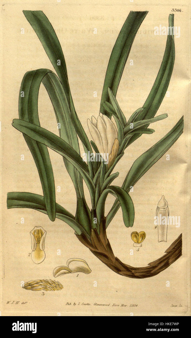 Illustration botanique de *Maxillaria lutescens* (anciennement *Ornithidium album*) tirée du Curtis’s Botanical Magazine, volume 61, publié en 1834. L’œuvre d’art montre les fleurs délicates de la plante et est un exemple significatif d’illustration botanique du XIXe siècle. Banque D'Images