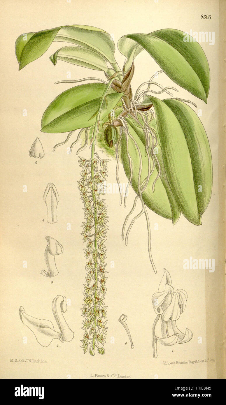 Trisepala Notylia Curtis' 136 (Ser. N° 4 6) pl. 8306 (1910) Banque D'Images