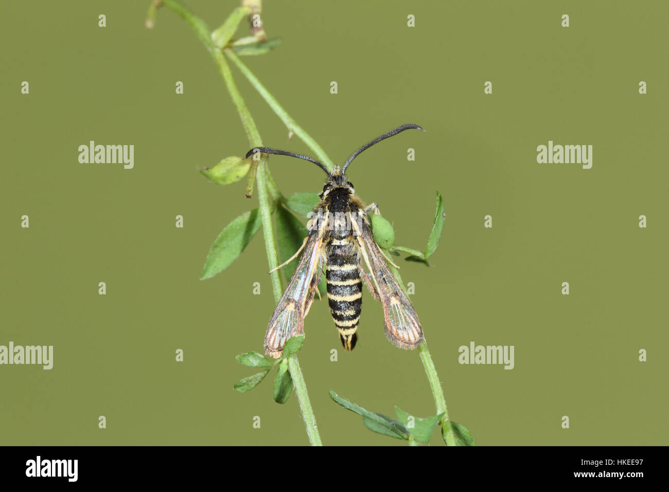 Six-Bembecia ichneumoniformis (Sésie ceinturés) perché sur sa plante hôte, la vesce de rein dans une prairie East Anglian Banque D'Images