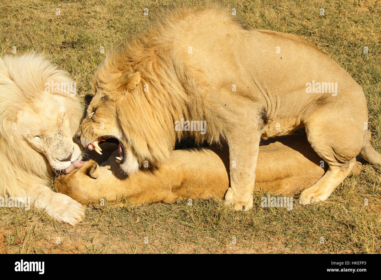 Une vue rare du lion l'accouplement observé à Johannesburg, Afrique du Sud. Il est rare qu'il y a un deuxième homme réconfortant la lionne en léchant son visage Banque D'Images