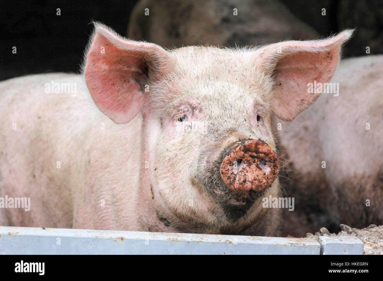 Animal de cochon domestique Banque de photographies et d’images à haute ...