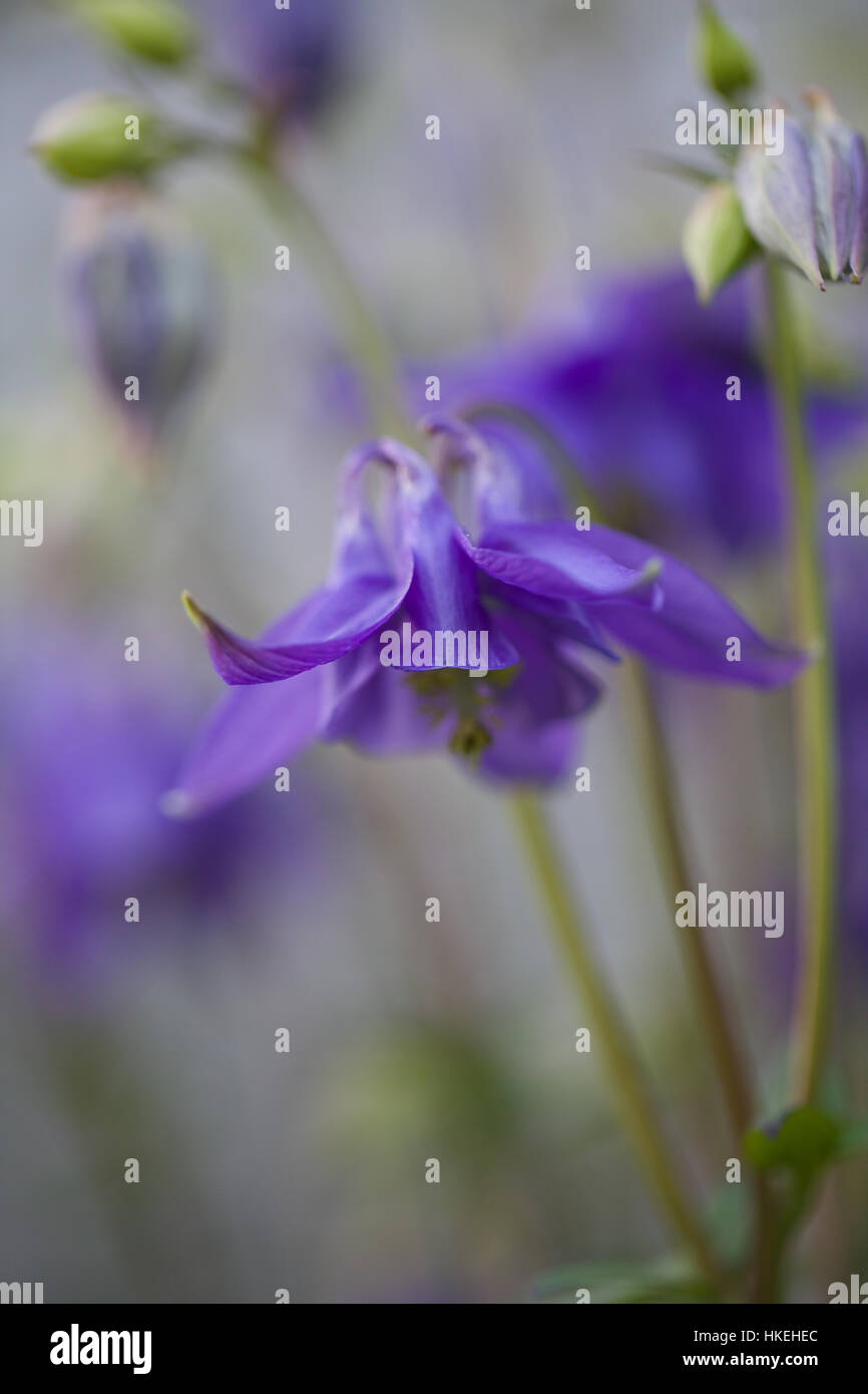 Pétale de fleur pourpre douce. lavande, la croissance, la corolle des fleurs,  fragile Photo Stock - Alamy