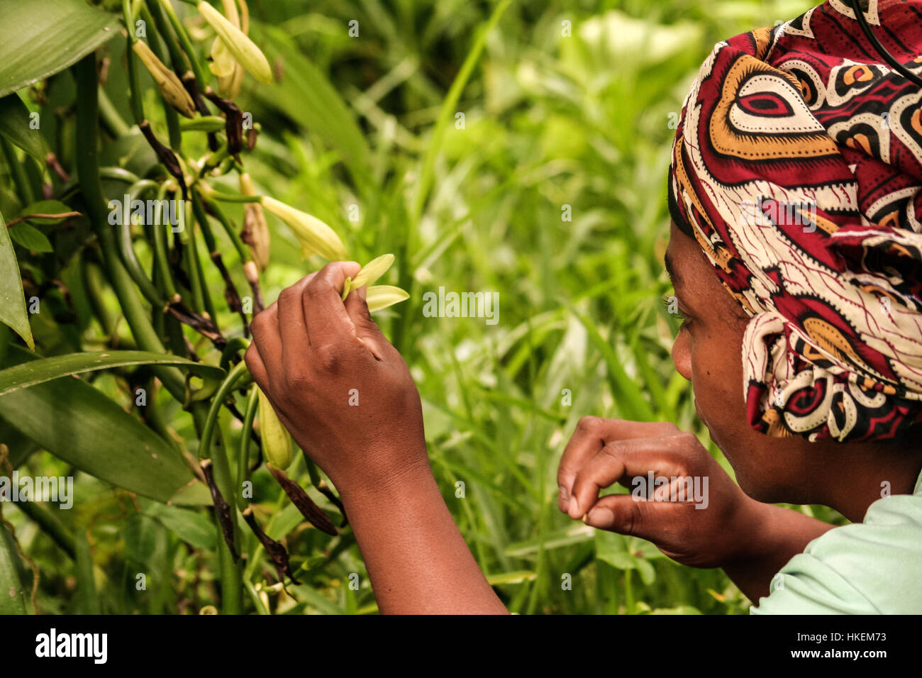 Sambava, Madagascar, Jan 13 : une femme malgache polliniser manuellement une fleur de vanille le 13 janvier 2017 Banque D'Images