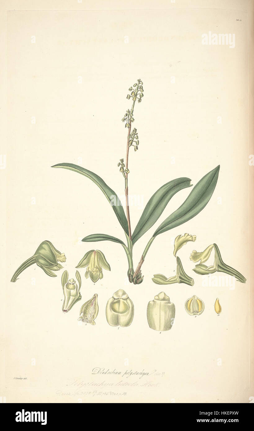 Cette illustration botanique de *Collectanea Botanica* présente *Polystachya concreta*, anciennement connu sous le nom *Dendrobium polystachyon*, une espèce d'orchidée. Le dessin détaillé met en évidence les caractéristiques uniques de cette plante à fleurs. Banque D'Images