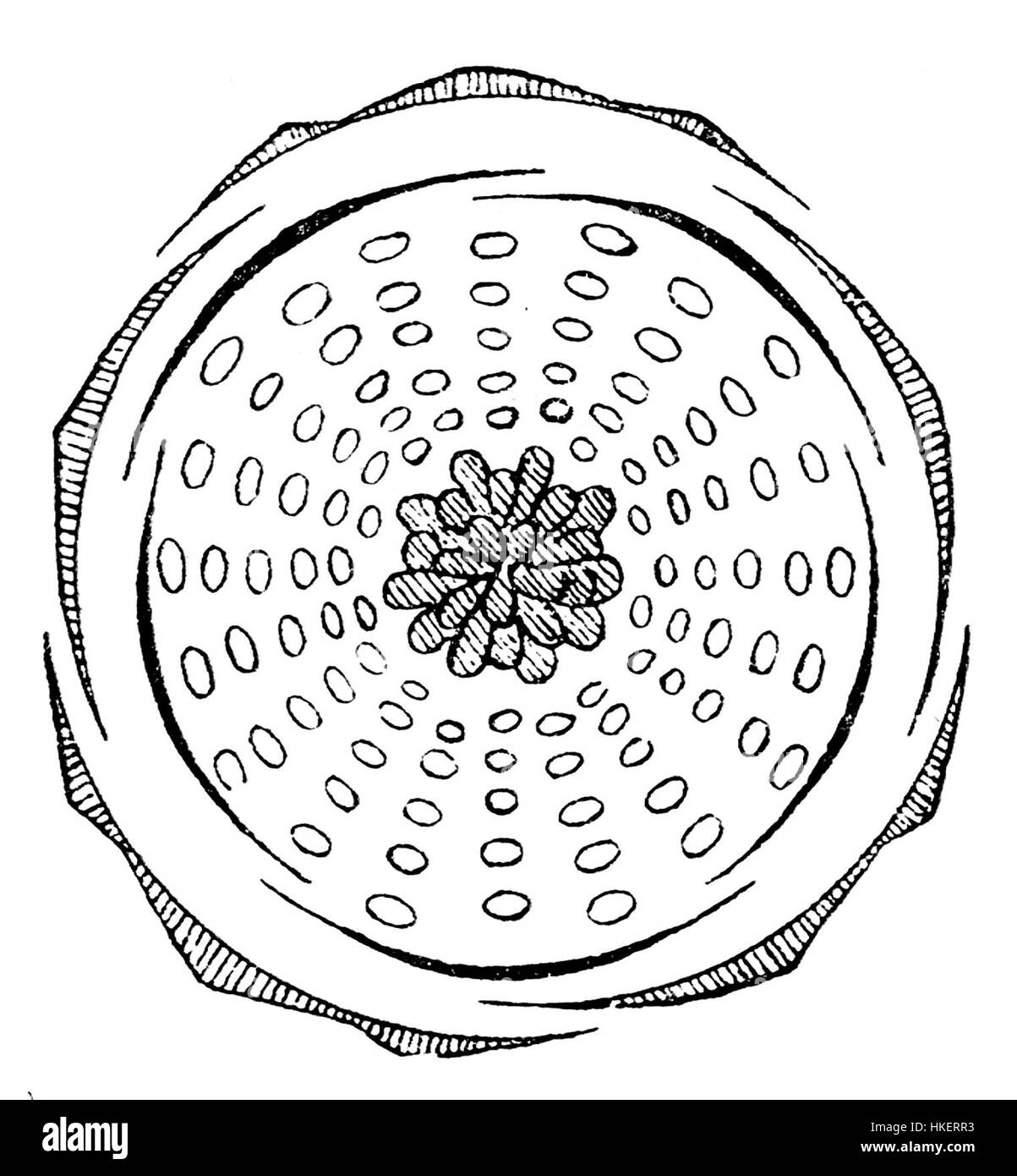 Un diagramme botanique détaillé de la fleur de Rosa tomentosa, illustrant ses parties clés et sa structure. L’œuvre met en valeur les caractéristiques de la fleur, que l’on trouve couramment dans les régions tempérées, et souligne sa place dans les études botaniques. Banque D'Images