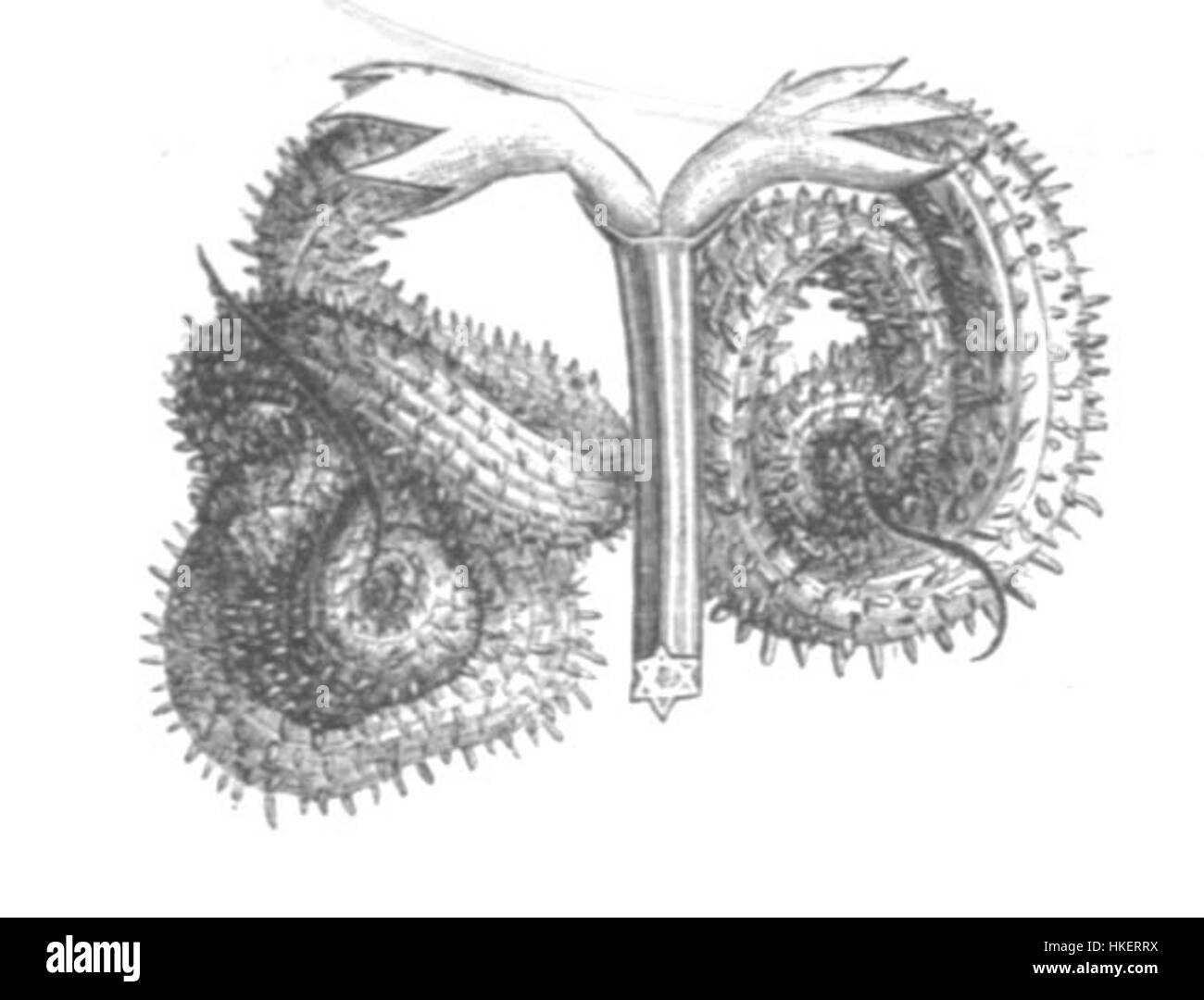 Les gousses de 'Scorpiurus vermiculatus', représentées dans l'œuvre d'art 'Taub122a', représentent l'espèce végétale connue pour ses gousses de graines distinctives. Cette illustration botanique souligne la structure détaillée et la forme naturelle de la plante. Banque D'Images