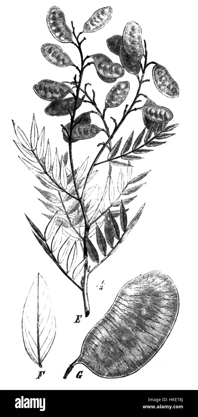 Cette œuvre d'art intitulée 'Senna alexandrina Taub89b' présente une représentation botanique de la plante Senna alexandrina. La pièce se concentre sur sa forme délicate, souvent utilisée dans les études scientifiques des plantes médicinales. Banque D'Images