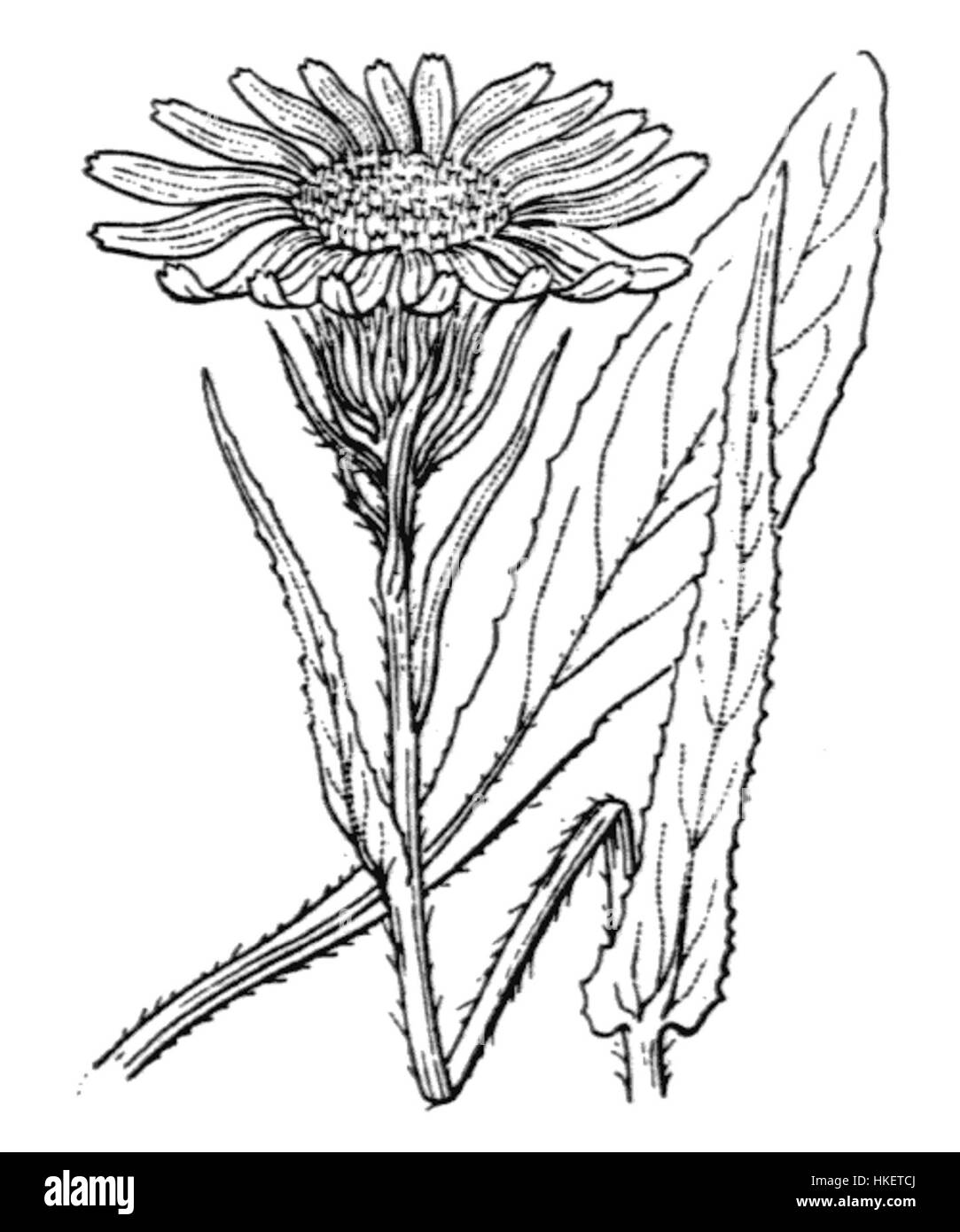 Cette illustration botanique de 1842 représente *Senecio doronicum*, une espèce de plante à fleurs. L'illustration détaillée reflète la précision scientifique et l'étude botanique du XIXe siècle, mettant en évidence les caractéristiques de la plante. Banque D'Images