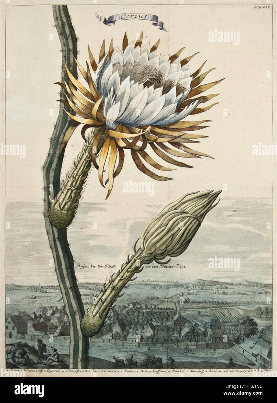 Cette illustration botanique de Selenicereus grandiflorus par Volckamer montre les détails complexes de ce cactus à fleurs nocturnes. Connue pour ses grandes fleurs blanches parfumées, la plante est un sujet populaire dans l'art botanique, admirée pour sa beauté unique et délicate. Banque D'Images
