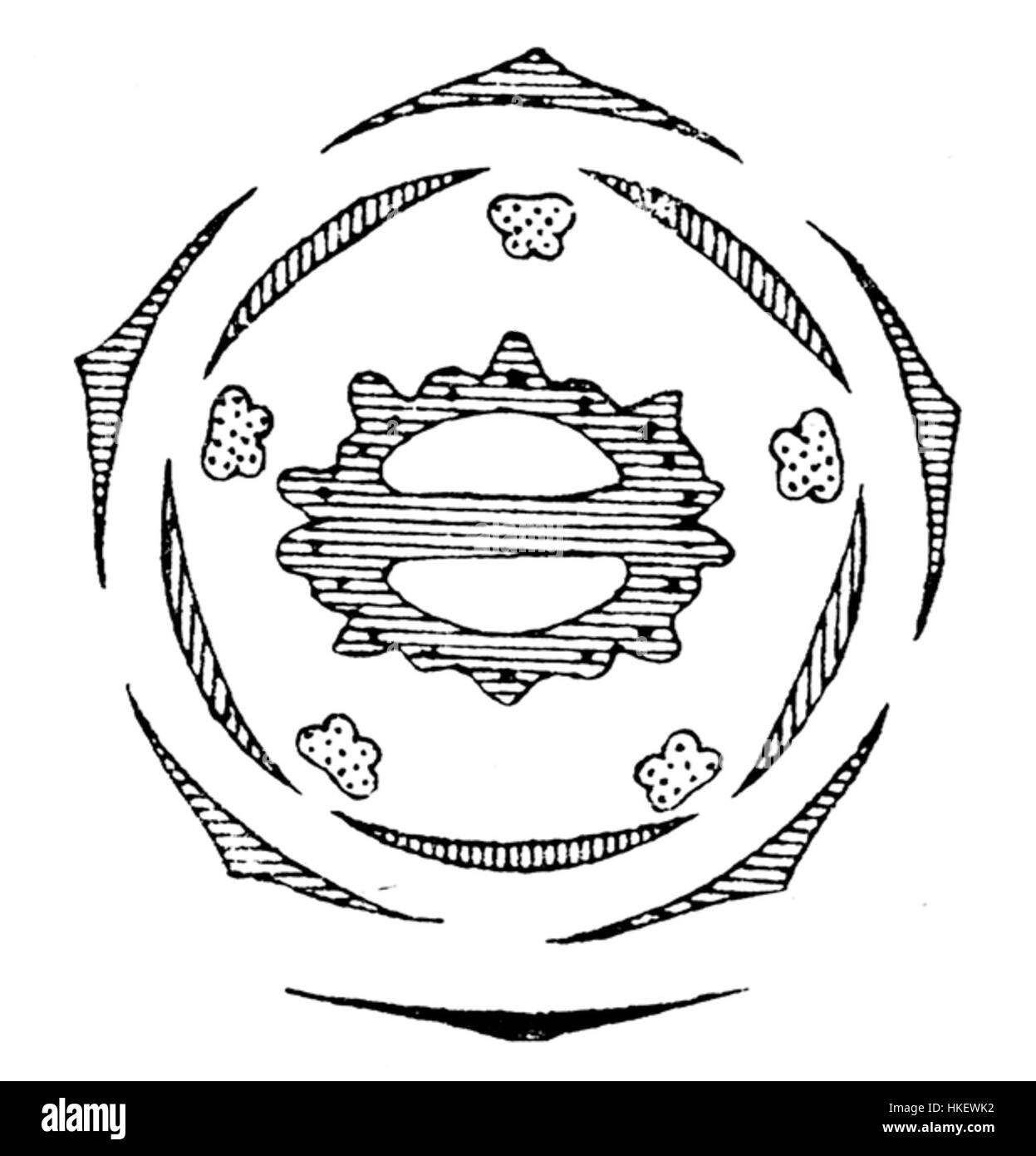Un diagramme floral détaillé de Siler, mettant en valeur l'étude botanique complexe et la conception artistique. L'œuvre met en évidence la capacité de Siler à fusionner l'observation naturelle avec l'expression artistique. Banque D'Images