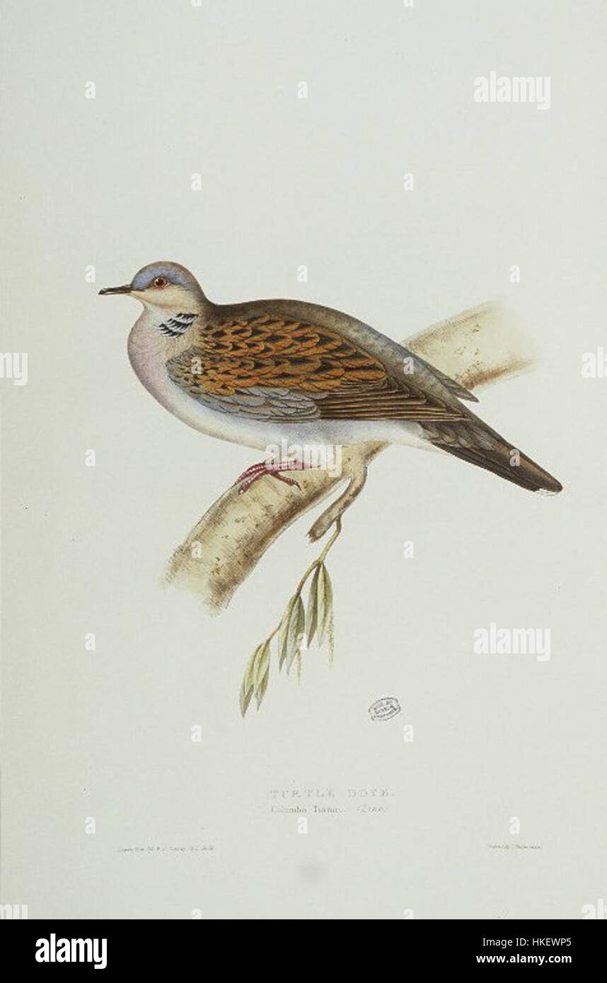 La tourterelle est souvent représentée dans l'art pour son symbolisme de paix et d'amour. Cette peinture capture l'oiseau gracieux, avec ses plumes délicates et son comportement serein, incarnant la nature douce de cette espèce. Banque D'Images