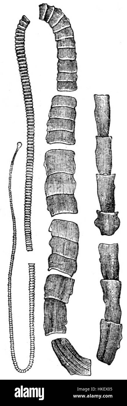 Le 'Unbewaffneter Bandwurm' est une illustration scientifique représentant un ténia désarmé. Ce dessin détaillé fait partie d'une étude plus vaste sur la parasitologie, reflétant l'accent mis sur la recherche biologique au XIXe siècle. Banque D'Images