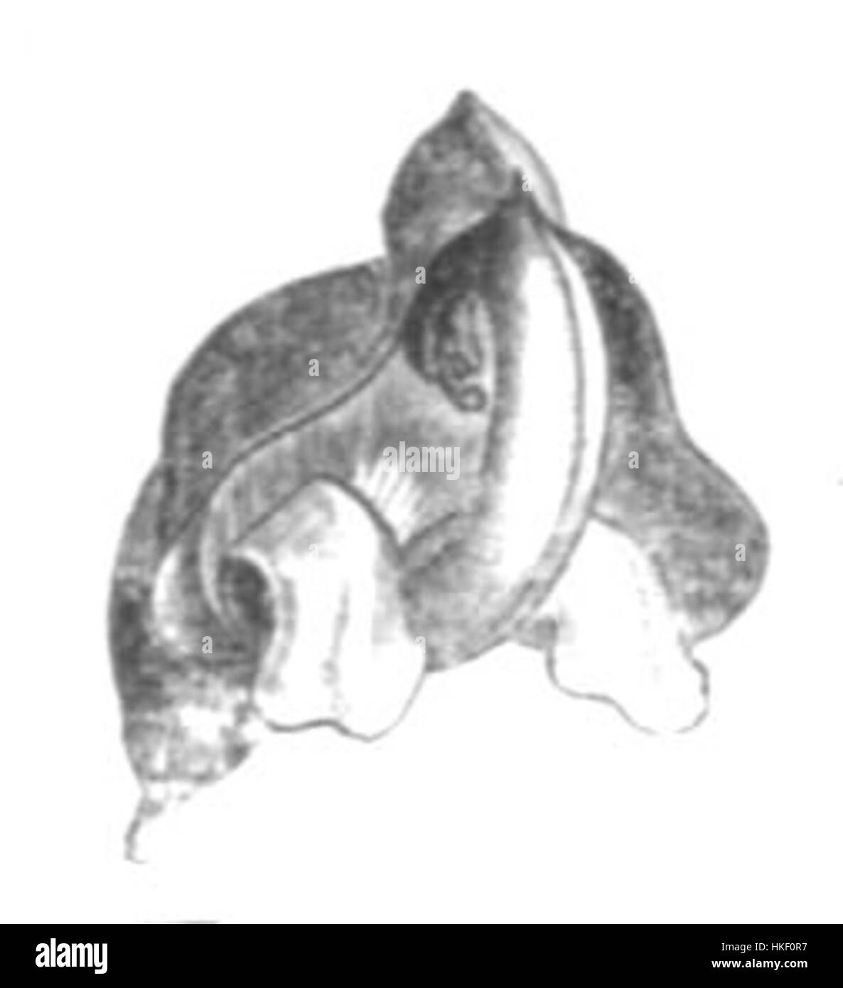 Cette illustration botanique présente Apios americana, communément appelé arachide américaine. L'œuvre met en évidence les caractéristiques distinctives de la plante, qui sont importantes pour ses utilisations écologiques et culinaires. Banque D'Images
