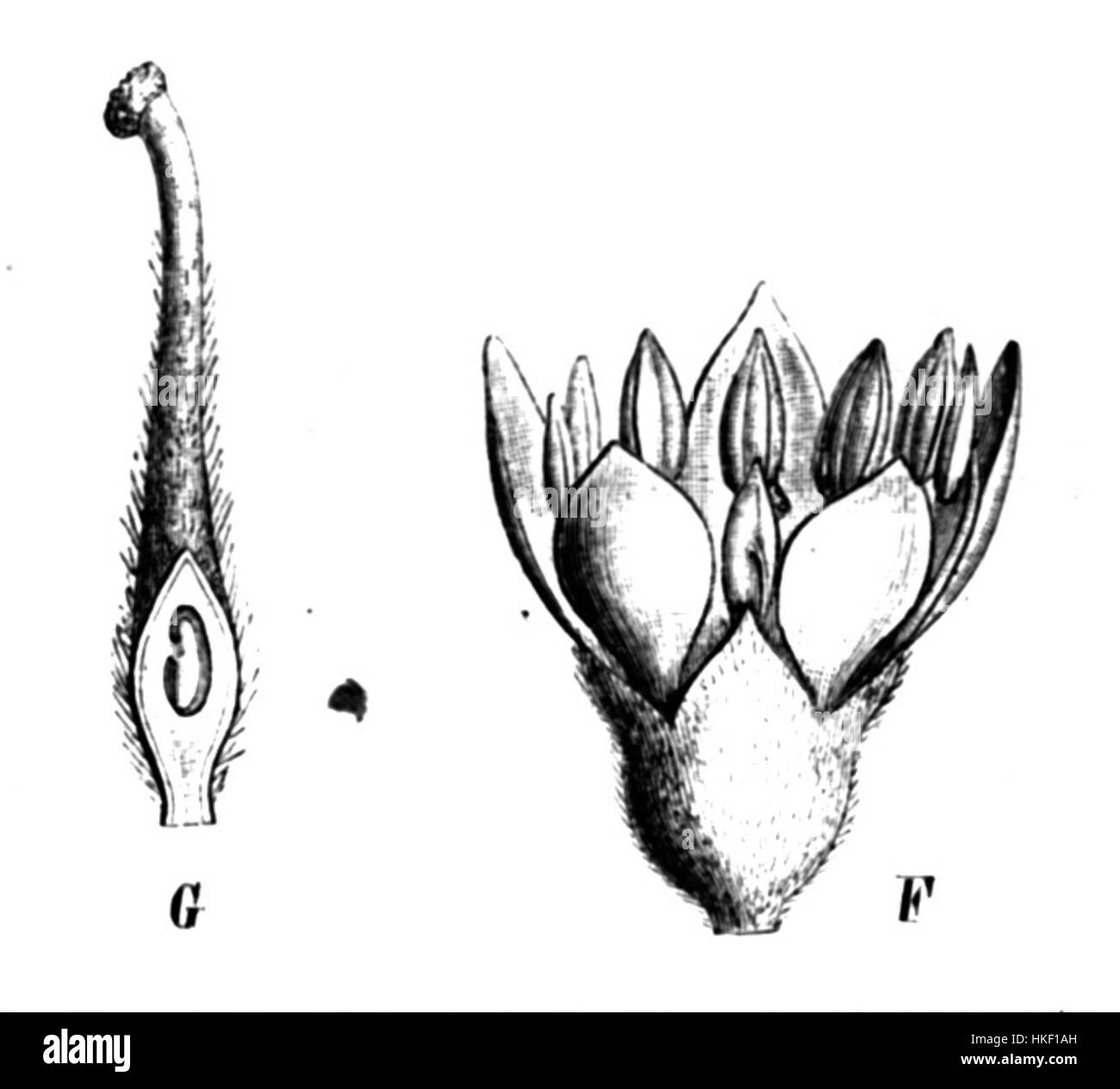 Bauhinia maximilianii, également connu sous le nom de Taub86c, est une espèce de plante à fleurs de la famille des Fabaceae. Originaire de régions d'Amérique du Sud, il est reconnu pour ses fleurs distinctives et son rôle écologique. Banque D'Images